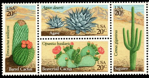 1981 desert cactus blocco - di, 4